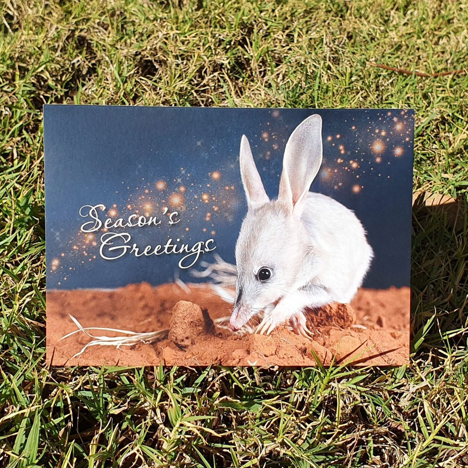 Season's Greetings Christmas Bilby Card